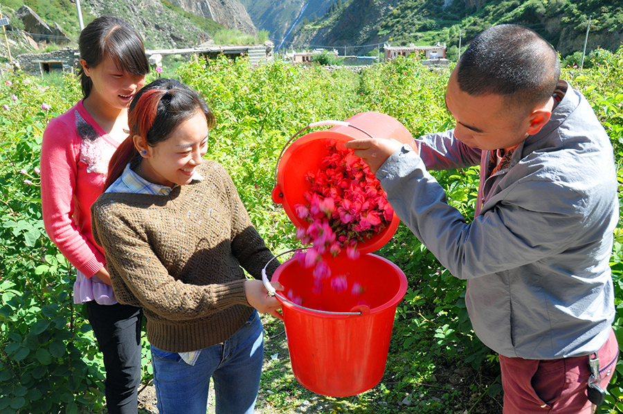 【砥礪奮進(jìn)的五年】小金：下足“繡花”功夫 產(chǎn)業(yè)扶貧鋪就致富路