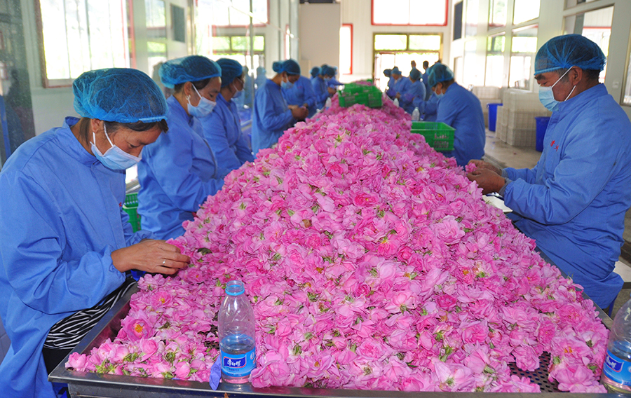 【砥礪奮進(jìn)的五年】小金：下足“繡花”功夫 產(chǎn)業(yè)扶貧鋪就致富路