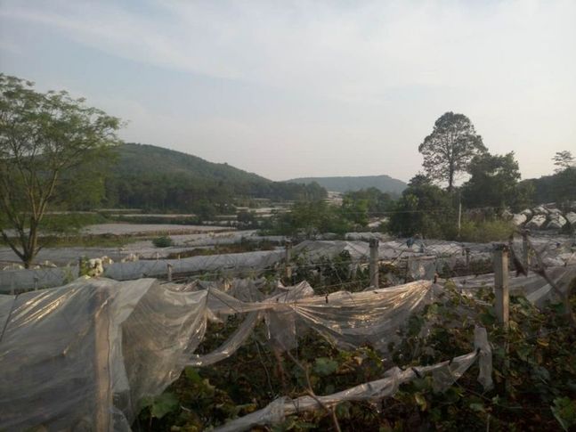 網(wǎng)絡(luò)媒體走轉(zhuǎn)改｜桂林全州：“紅＋綠”調(diào)出全面小康金色希望