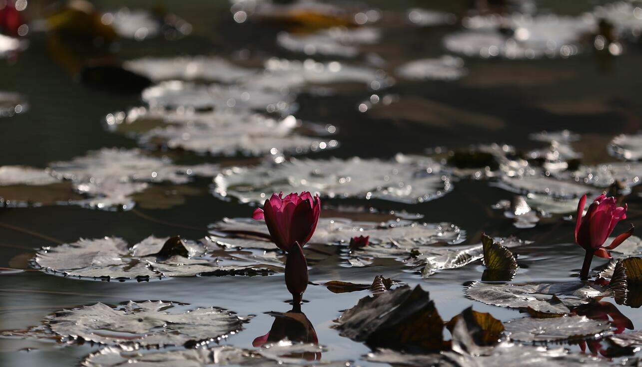 高清鏡頭下烏鎮互聯網國際會展中心的“白天與黑夜”