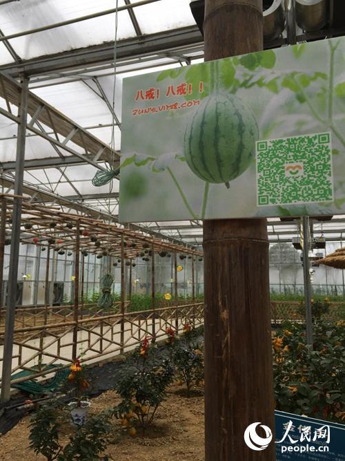 扶貧看貴州:一個大棚為何讓總書記停留20多分鐘?