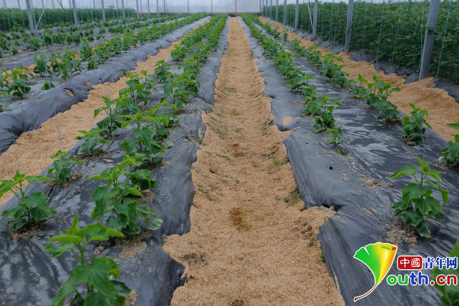 看花茂脫貧，習大大為何在這里找到了鄉愁