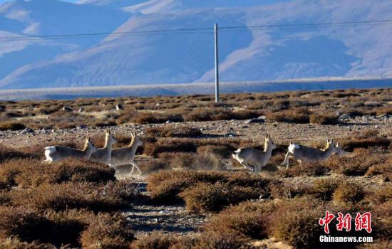 西藏代表熱議政府工作報(bào)告:守住民生、生態(tài)“兩條線”