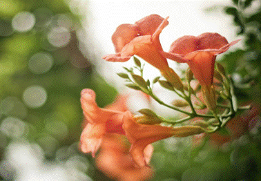 鋒尚mini:千元機中的顏值擔當