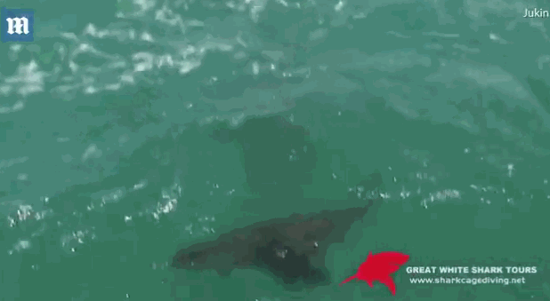 實(shí)拍大白鯊生吞海豹罕見(jiàn)瞬間 場(chǎng)面驚險(xiǎn)