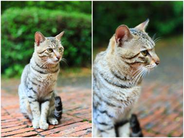 鋒尚mini:千元機中的顏值擔當