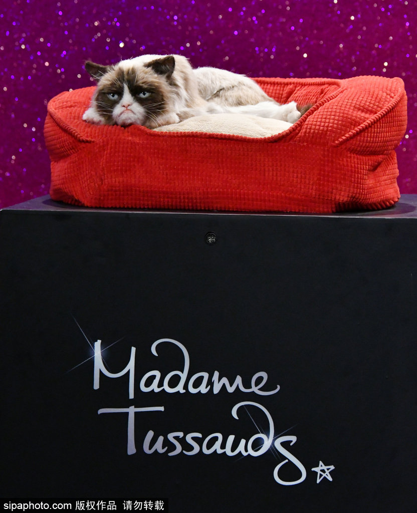倫敦：著名“不爽貓”蠟像亮相杜莎館 與本尊合影傻傻分不清楚