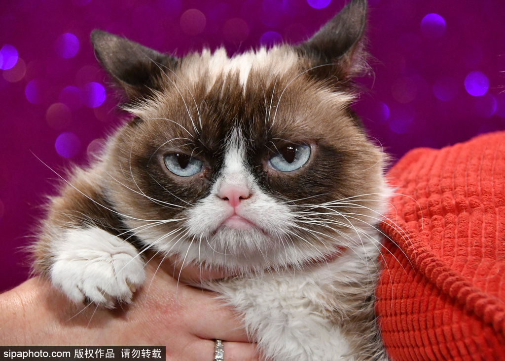 倫敦：著名“不爽貓”蠟像亮相杜莎館 與本尊合影傻傻分不清楚