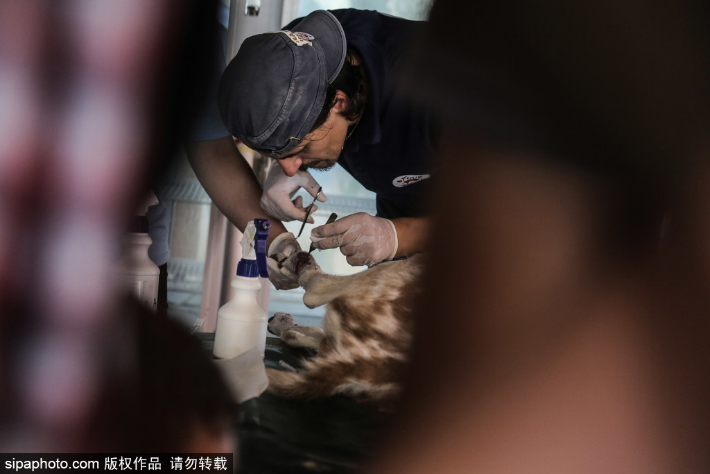 全球最慘動(dòng)物園永久關(guān)閉