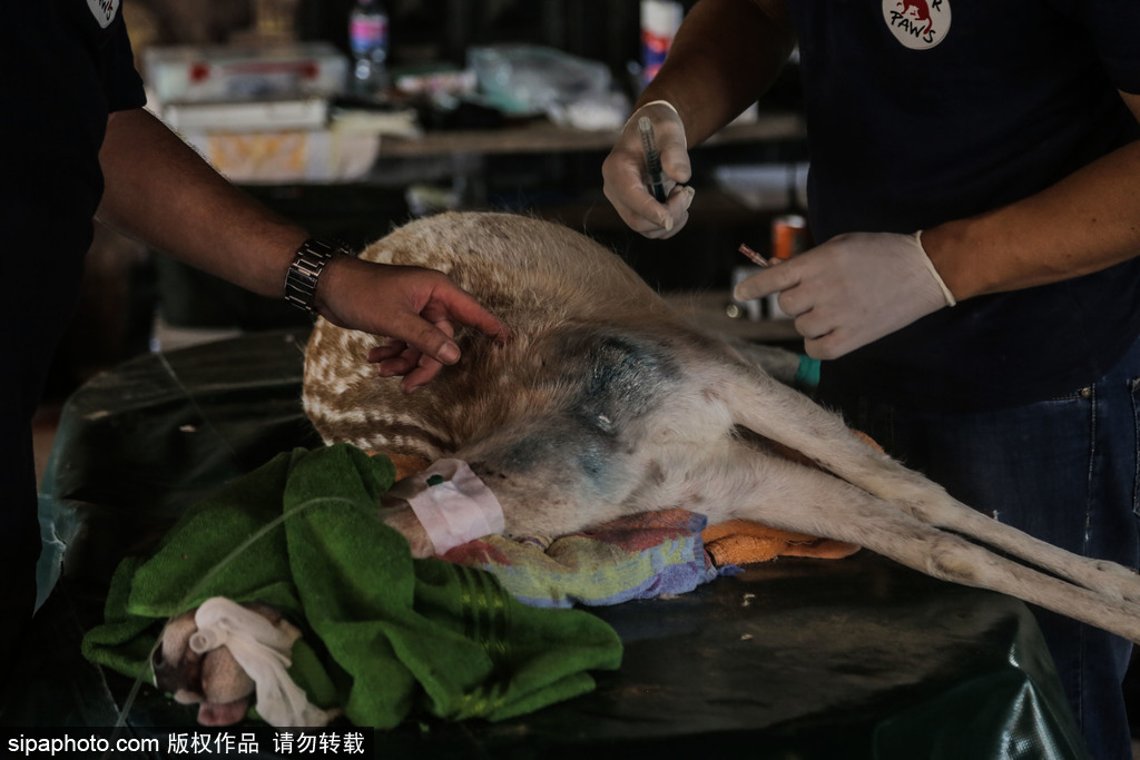 全球最慘動物園永久關(guān)閉