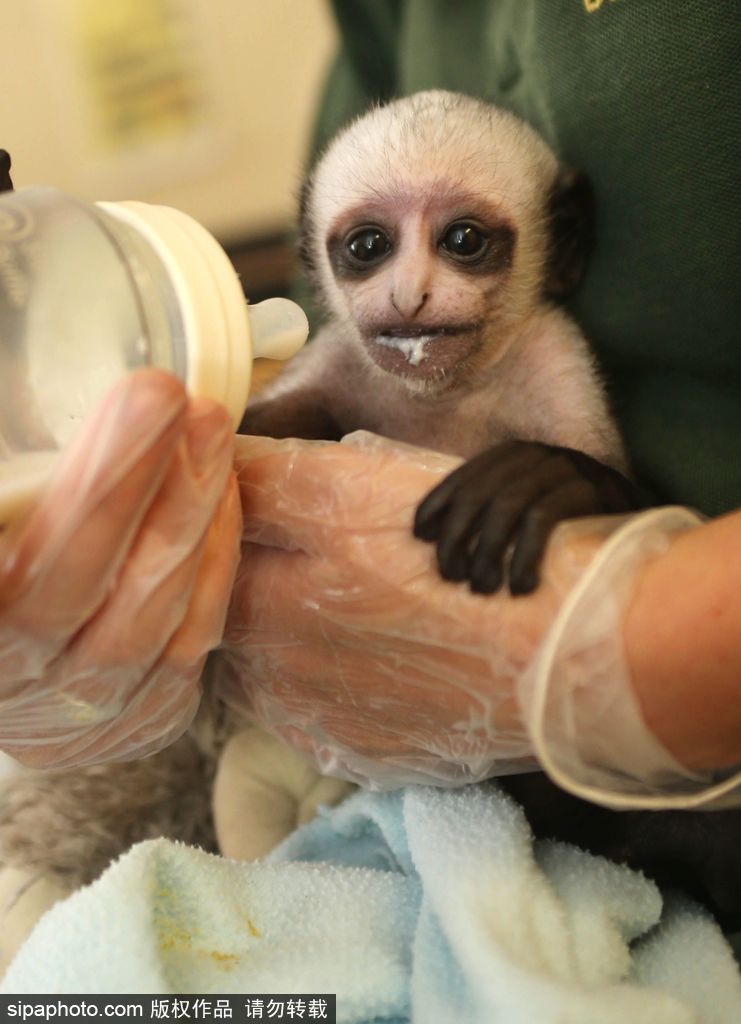 英國動物園刨腹產(chǎn)出生的猴寶寶 竟然長得像伏地魔