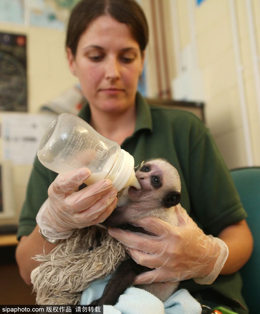 英國動物園刨腹產(chǎn)出生的猴寶寶 竟然長得像伏地魔