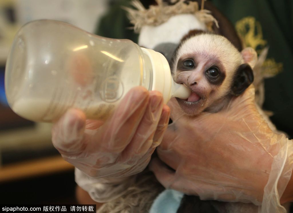 英國動物園刨腹產(chǎn)出生的猴寶寶 竟然長得像伏地魔