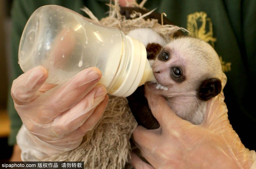 英國動物園刨腹產(chǎn)出生的猴寶寶 竟然長得像伏地魔