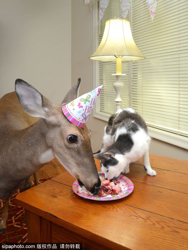 幸運(yùn)！美國(guó)“孤兒小鹿”失去親人后 在人類(lèi)家庭迎來(lái)幸福生活