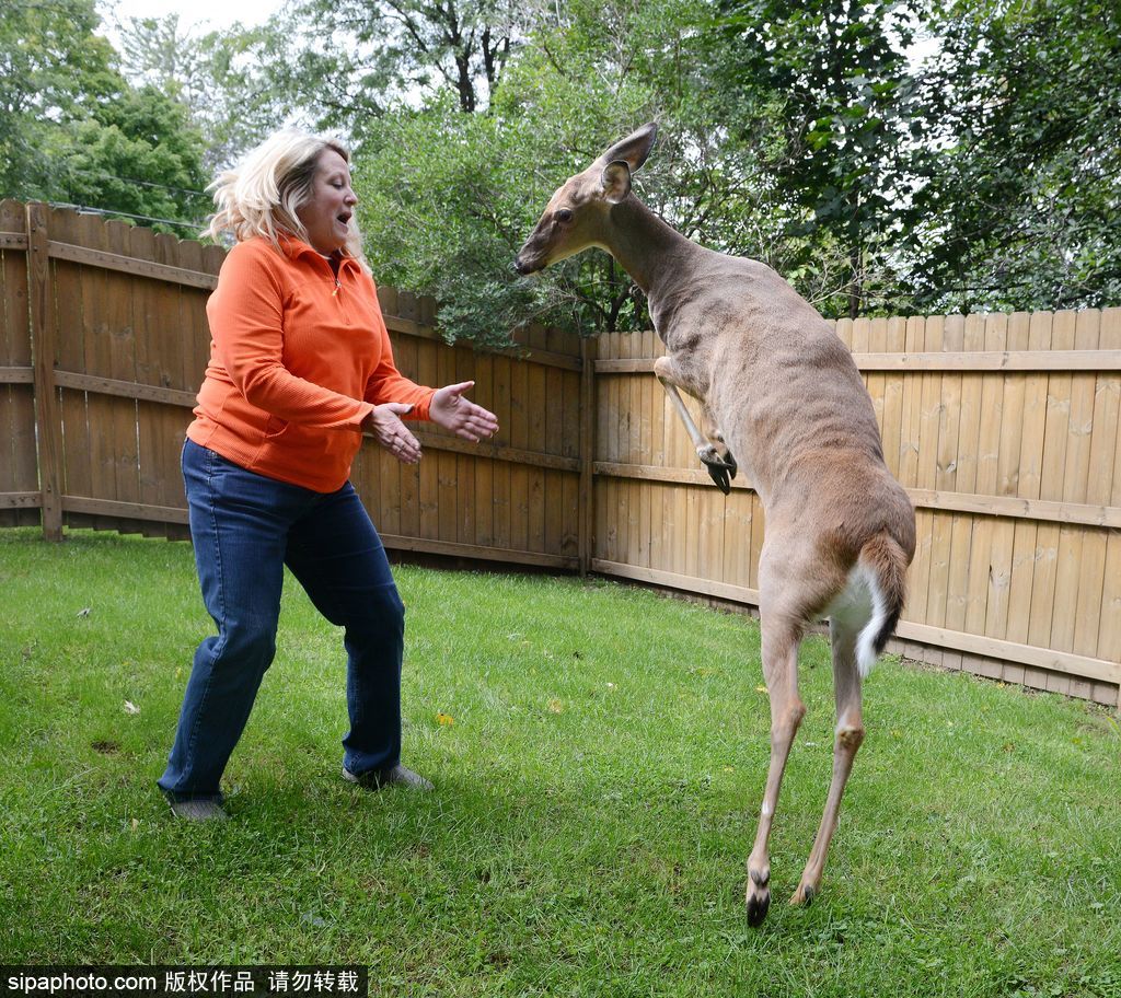 幸運！美國“孤兒小鹿”失去親人后 在人類家庭迎來幸福生活