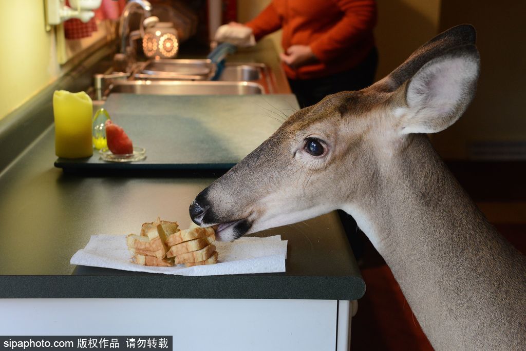幸運(yùn)！美國(guó)“孤兒小鹿”失去親人后 在人類家庭迎來(lái)幸福生活