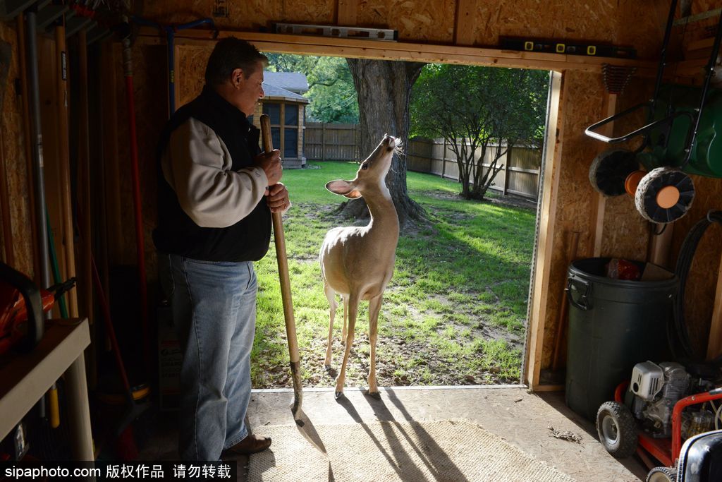 幸運！美國“孤兒小鹿”失去親人后 在人類家庭迎來幸福生活