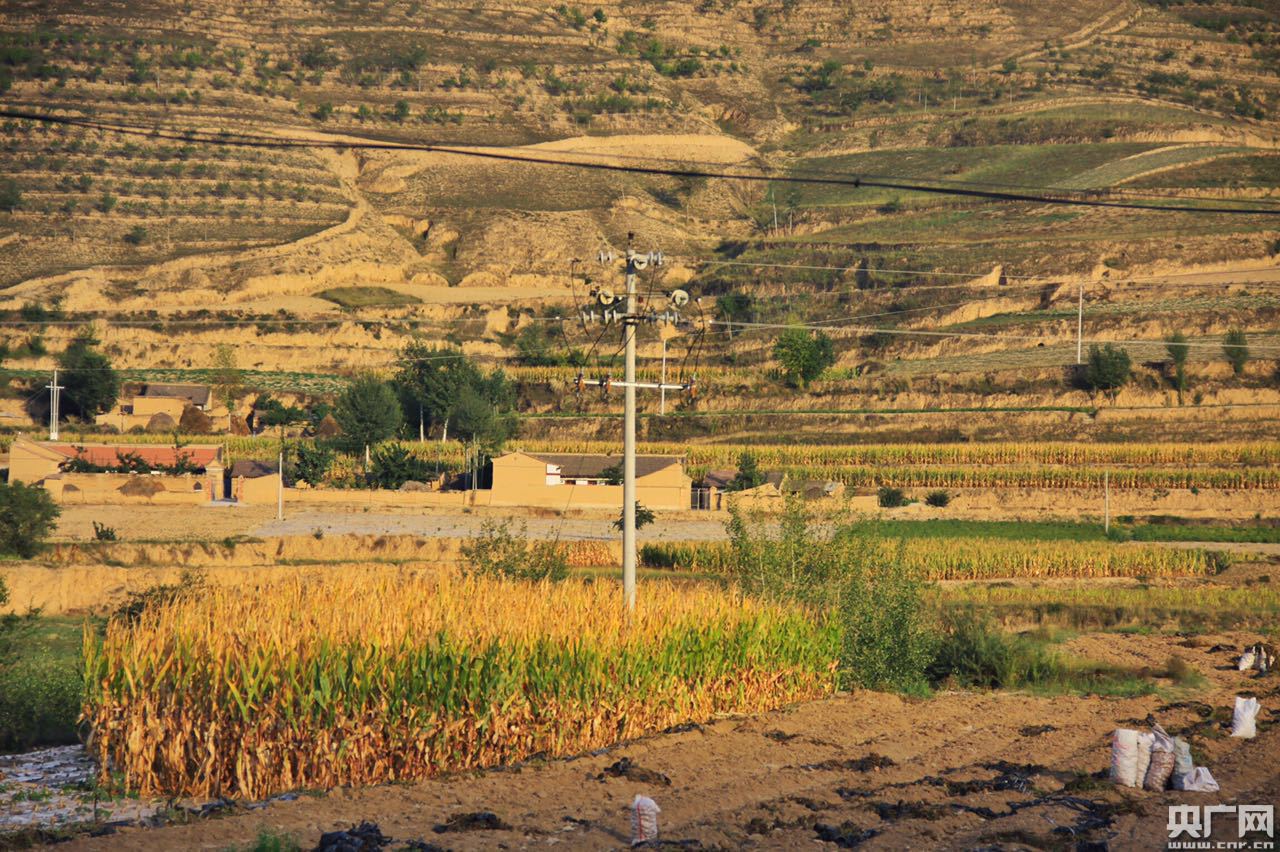 【網(wǎng)絡(luò)媒體“走轉(zhuǎn)改”】育產(chǎn)業(yè)、促脫貧:周灣村的精準(zhǔn)扶貧