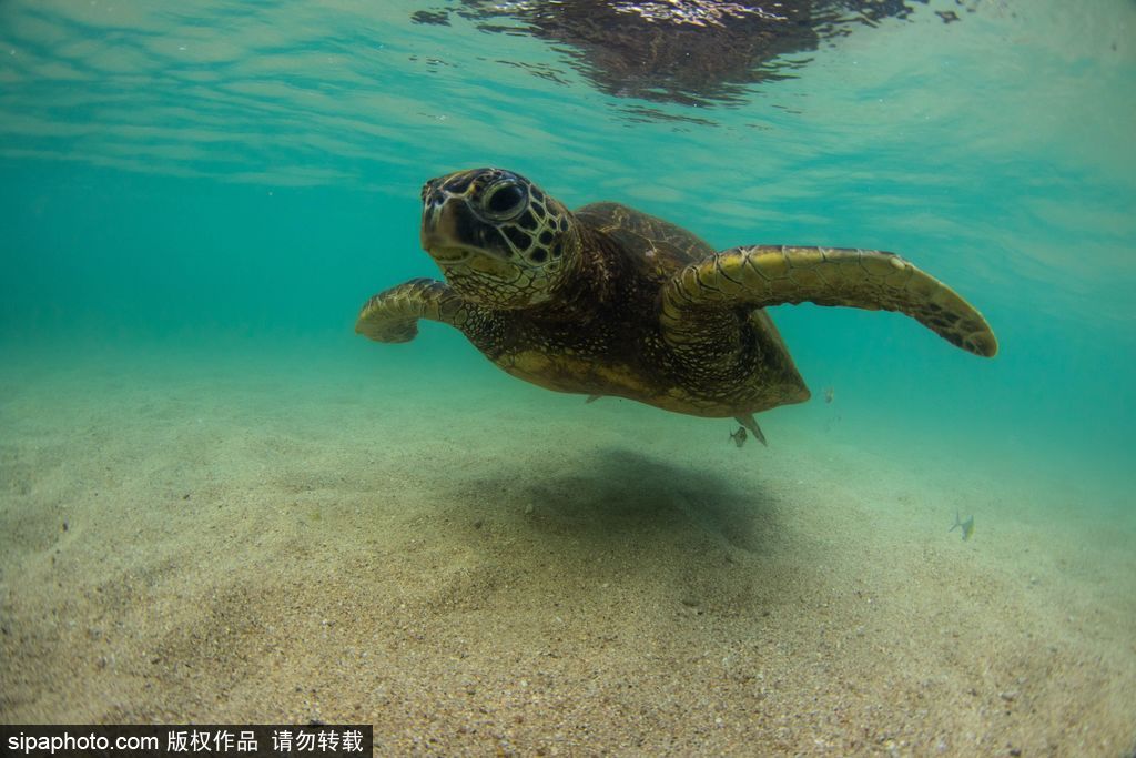 一切都與大海有關(guān) 沖浪攝影師獨(dú)特視角展示海洋魅力