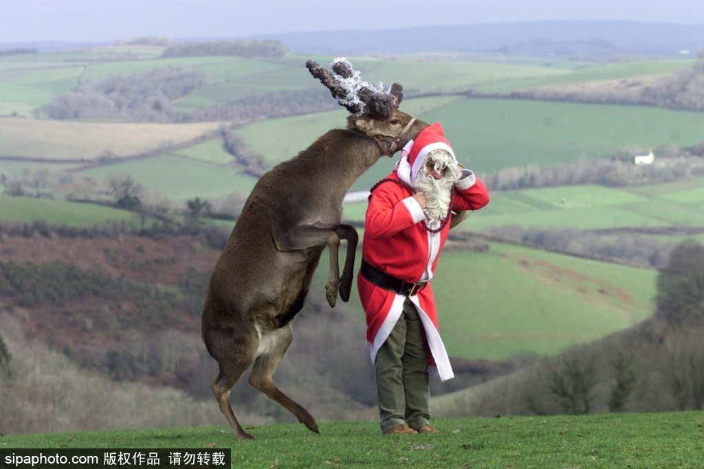 盤點動物圈的圣誕節(jié) 確定你們不是來賣萌的？