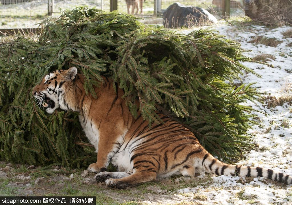 盤點(diǎn)動(dòng)物圈的圣誕節(jié) 確定你們不是來賣萌的？