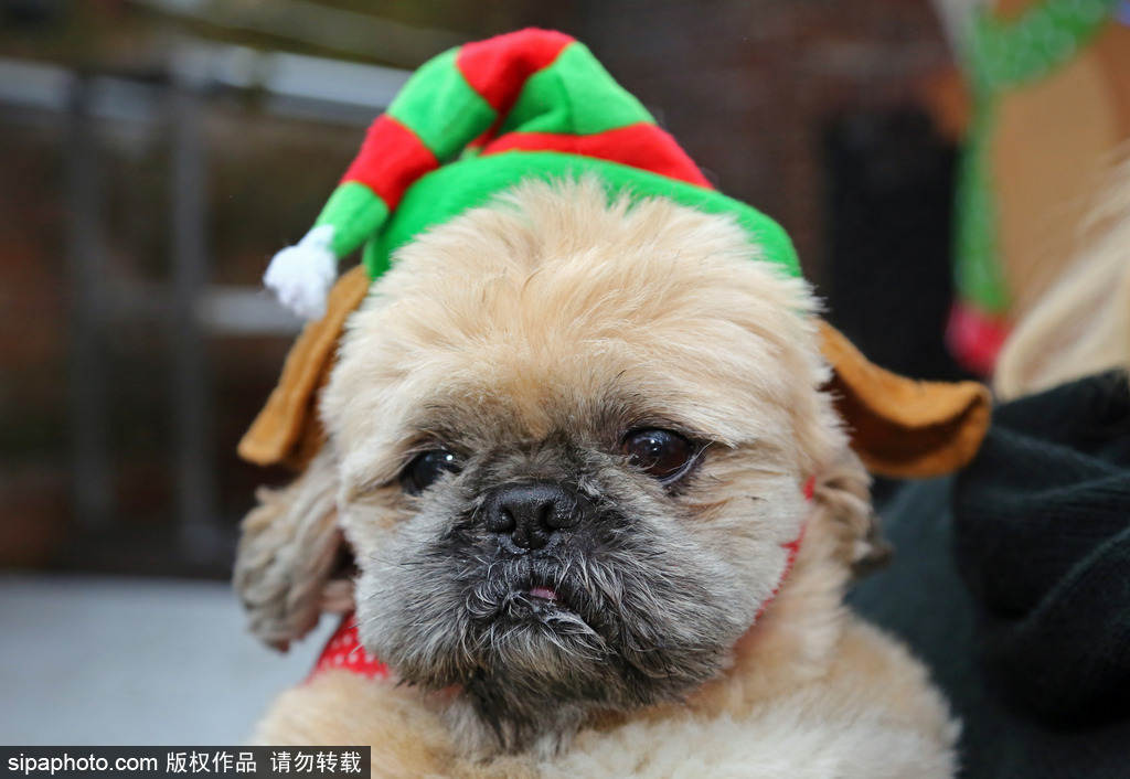 盤點動物圈的圣誕節 確定你們不是來賣萌的？