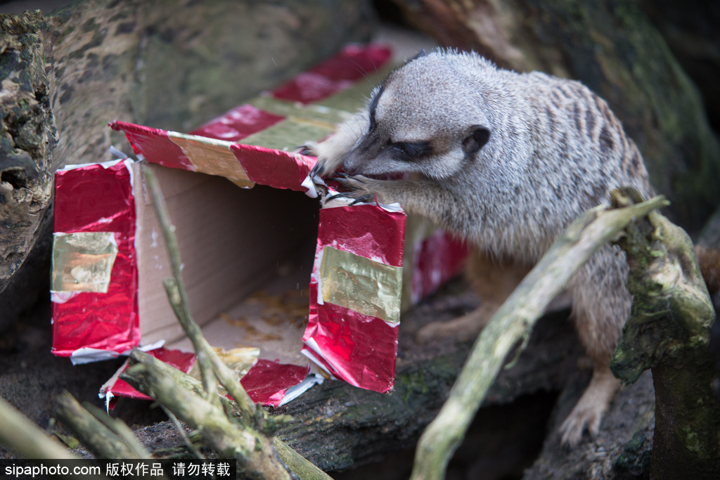 盤點動物圈的圣誕節 確定你們不是來賣萌的？