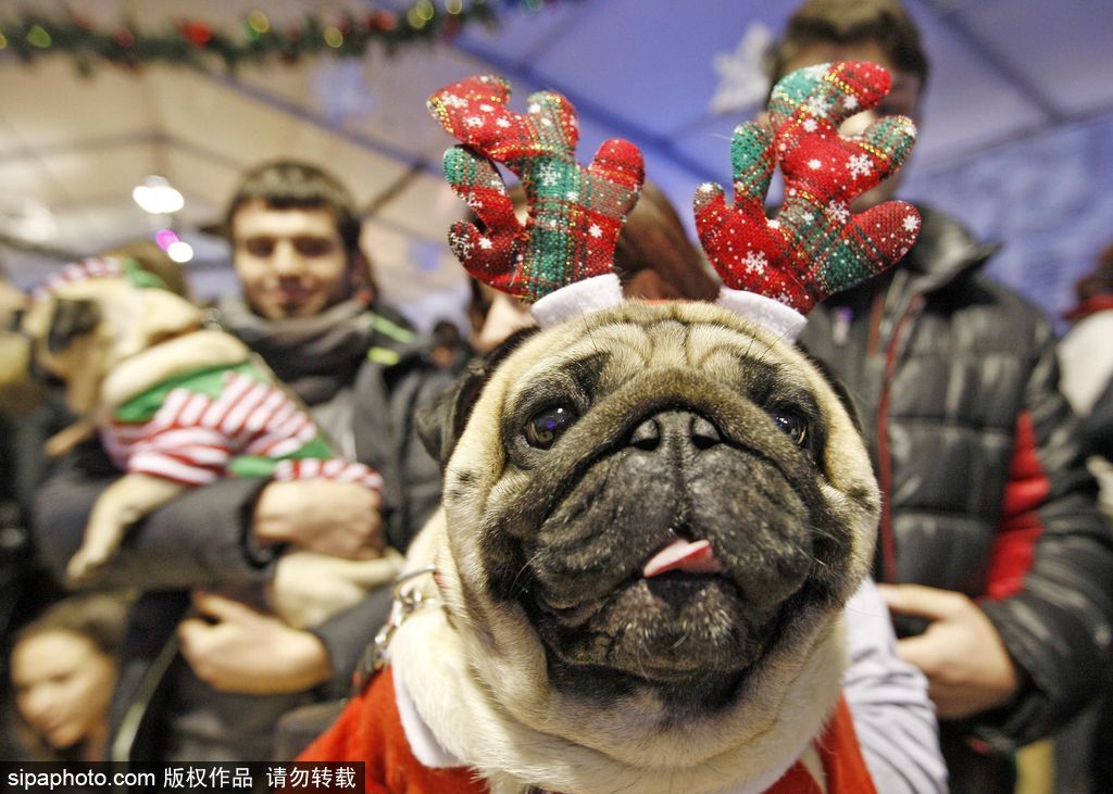 盤點動物圈的圣誕節 確定你們不是來賣萌的？