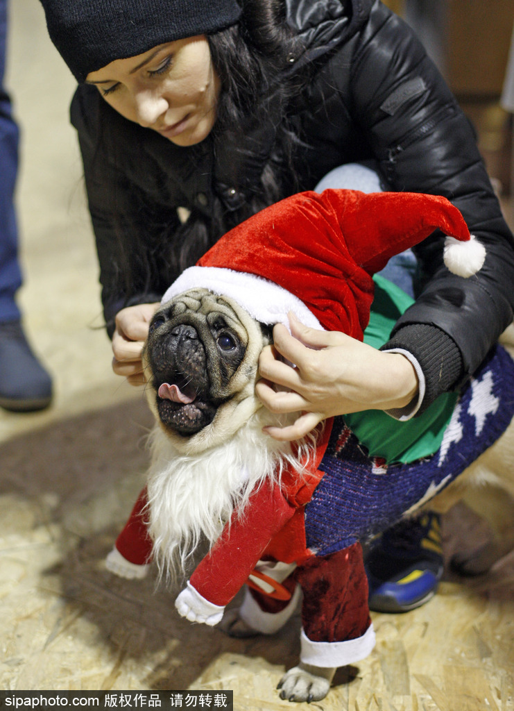 盤點(diǎn)動(dòng)物圈的圣誕節(jié) 確定你們不是來賣萌的？