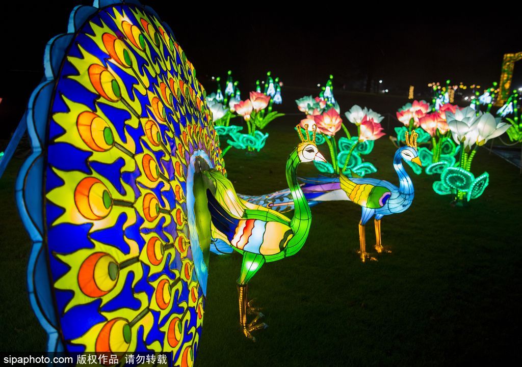 英國超大規(guī)模中國巨型燈籠會(huì) 豐富動(dòng)物造型燈飾亮相