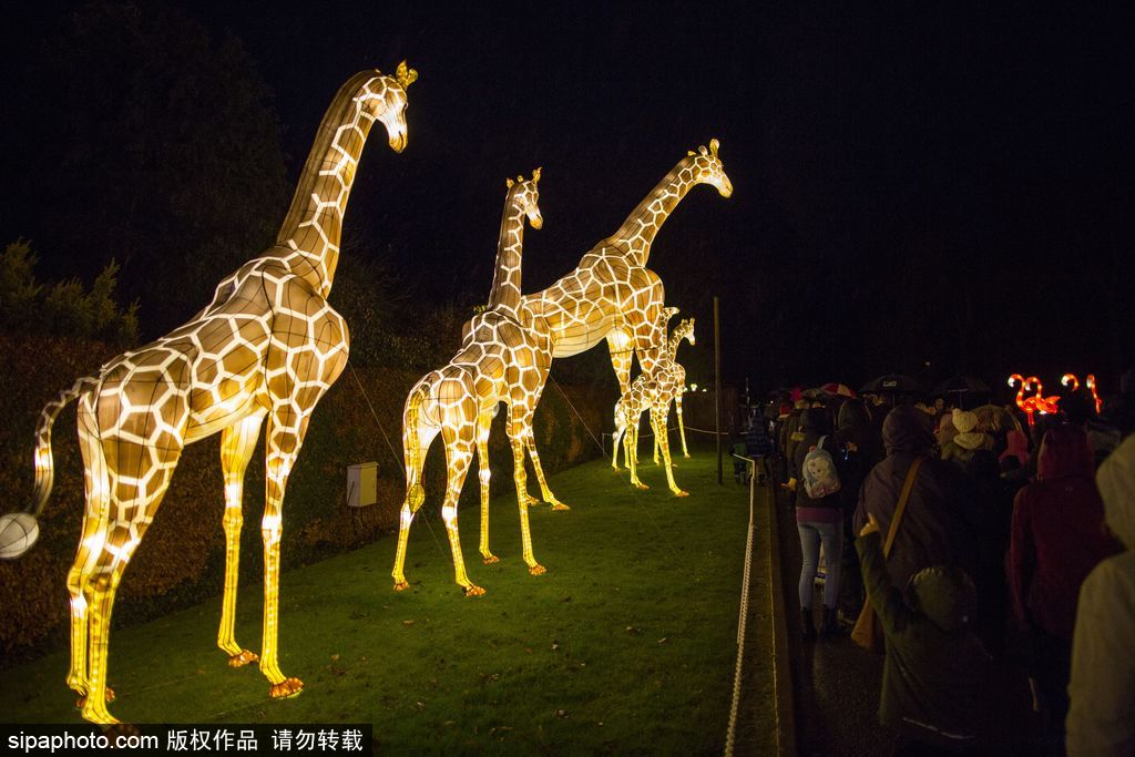 英國(guó)超大規(guī)模中國(guó)巨型燈籠會(huì) 豐富動(dòng)物造型燈飾亮相