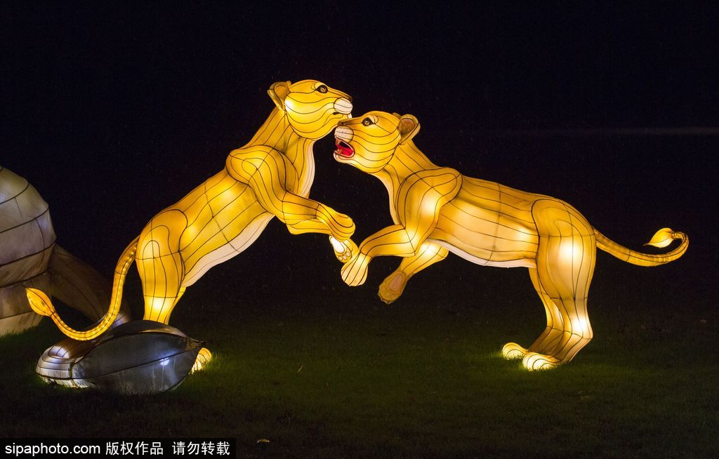 英國超大規(guī)模中國巨型燈籠會 豐富動物造型燈飾亮相