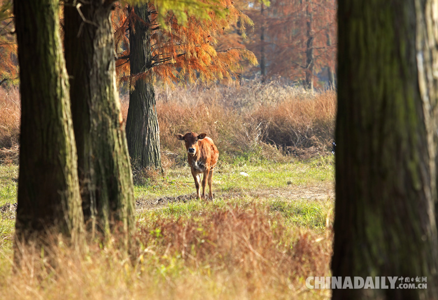 冬季到四明湖來(lái)賞紅杉