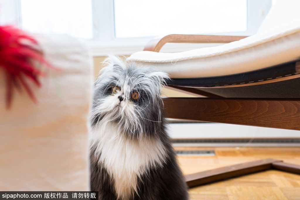 每只喵都是有故事的 貓界“網紅”呆萌瞬間