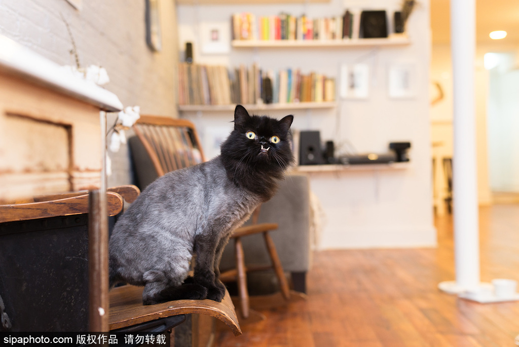 每只喵都是有故事的 貓界“網(wǎng)紅”呆萌瞬間