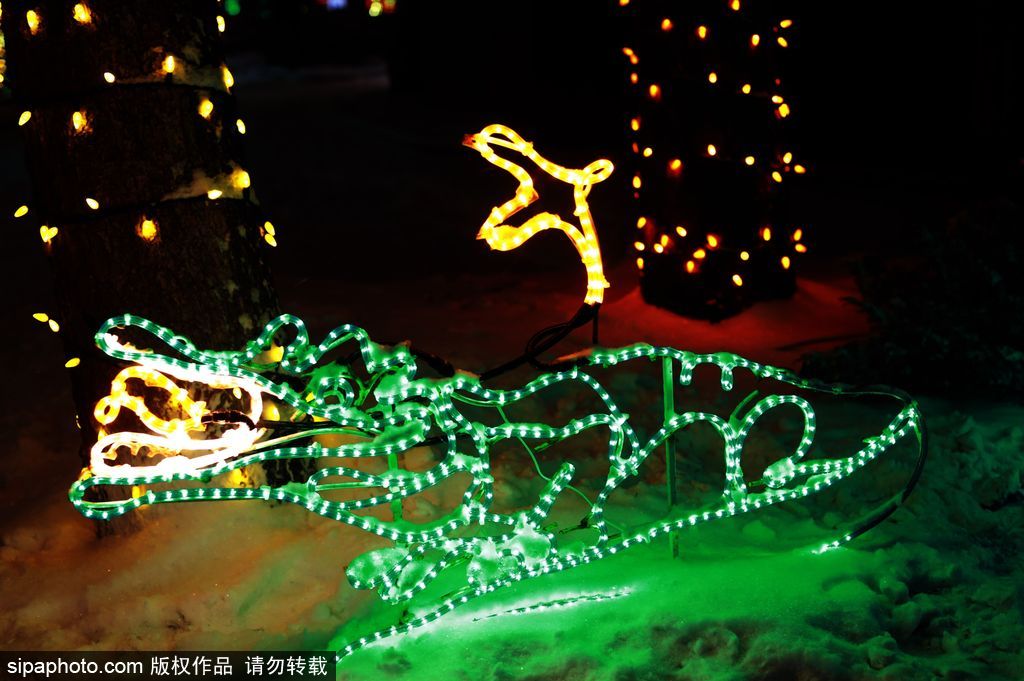 加拿大：卡爾加里公園亮起上萬彩燈迎接圣誕節(jié) 造型各異趣味十足