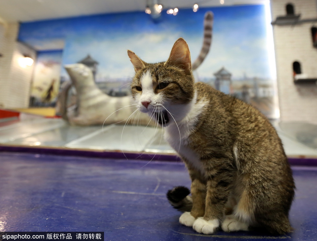 探訪歐洲最大的貓咖啡館——俄羅斯圣彼得堡貓咪共和國(guó)咖啡廳
