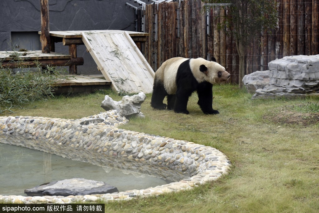 江蘇動物園國寶大熊貓首次對外開放 吸引數萬游客圍觀
