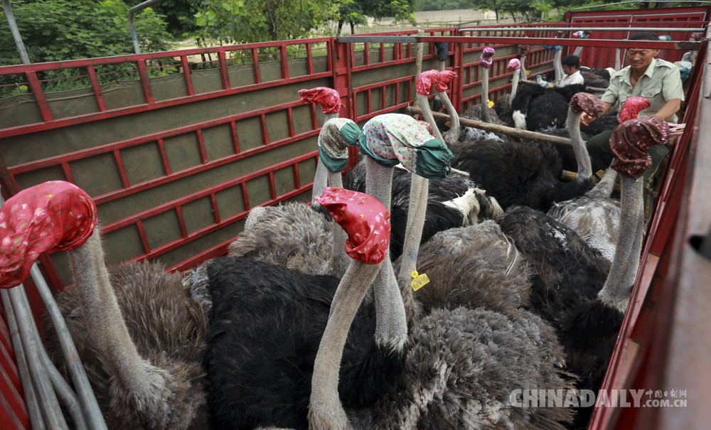 中國日?qǐng)?bào)2016年度國際傳播圖片