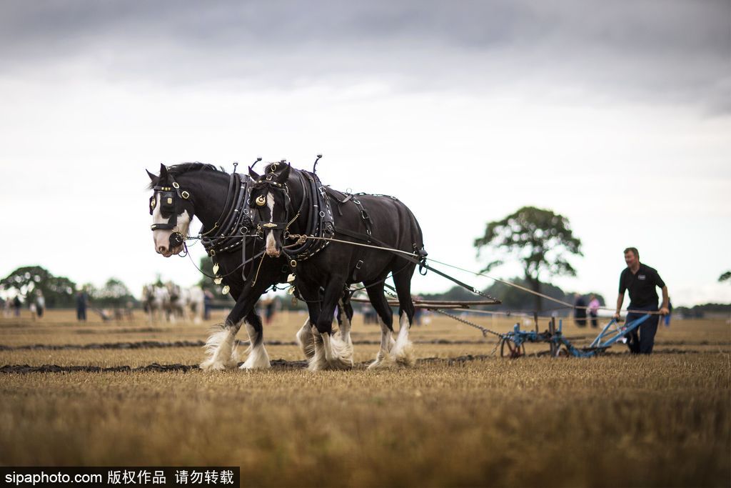 腦洞大過天！盤點(diǎn)全球各類奇葩比賽