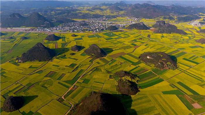 看！云南羅平80萬畝油菜花競相怒放