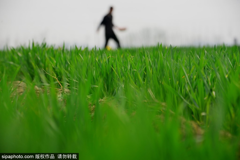 春回大地草木萌動 盤點那些農(nóng)田光景返樸歸真