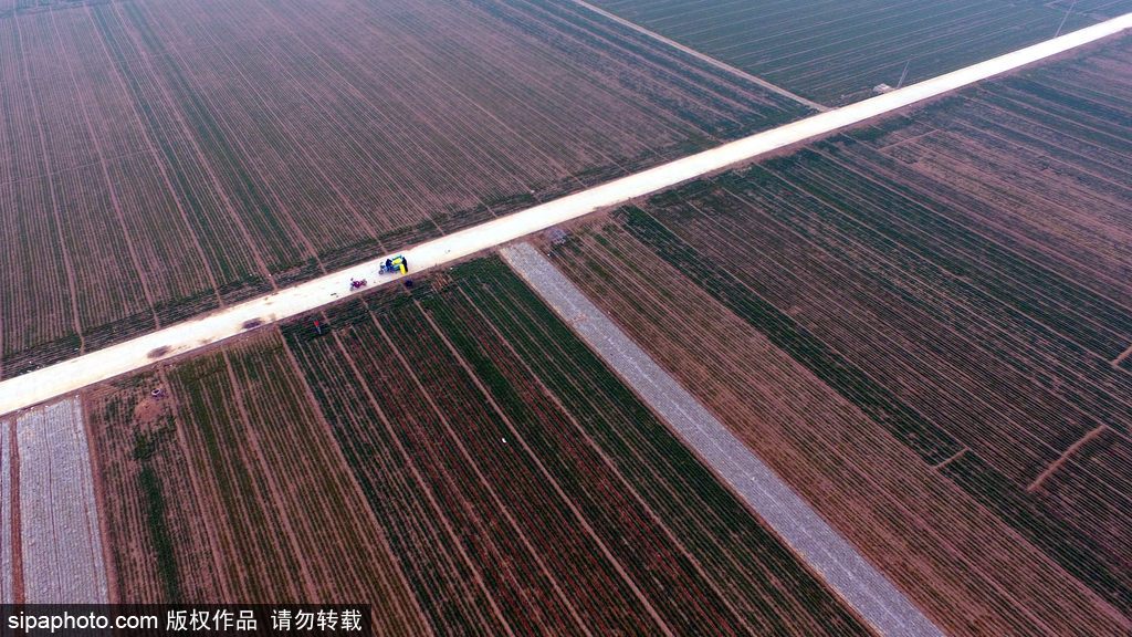 春回大地草木萌動 盤點(diǎn)那些農(nóng)田光景返樸歸真