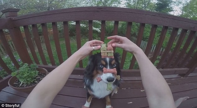 世界上最有耐心的狗狗長什么樣？[組圖]