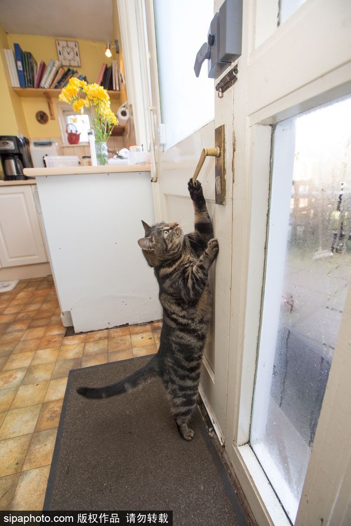 智商太驚人 英國一貓咪竟能自己開門進出自由