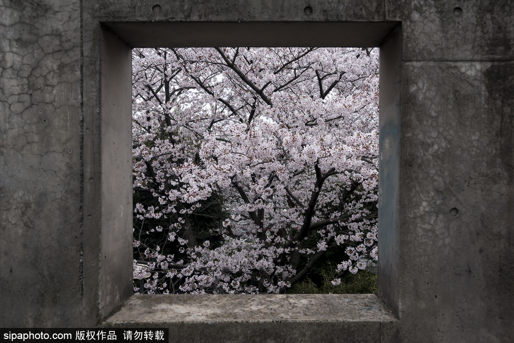 日本櫻花季即將到來(lái) 盤(pán)點(diǎn)國(guó)內(nèi)外賞櫻勝地超浪漫