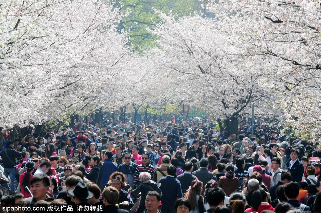 日本櫻花季即將到來 盤點(diǎn)國內(nèi)外賞櫻勝地超浪漫