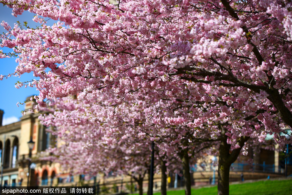 日本櫻花季即將到來 盤點國內(nèi)外賞櫻勝地超浪漫