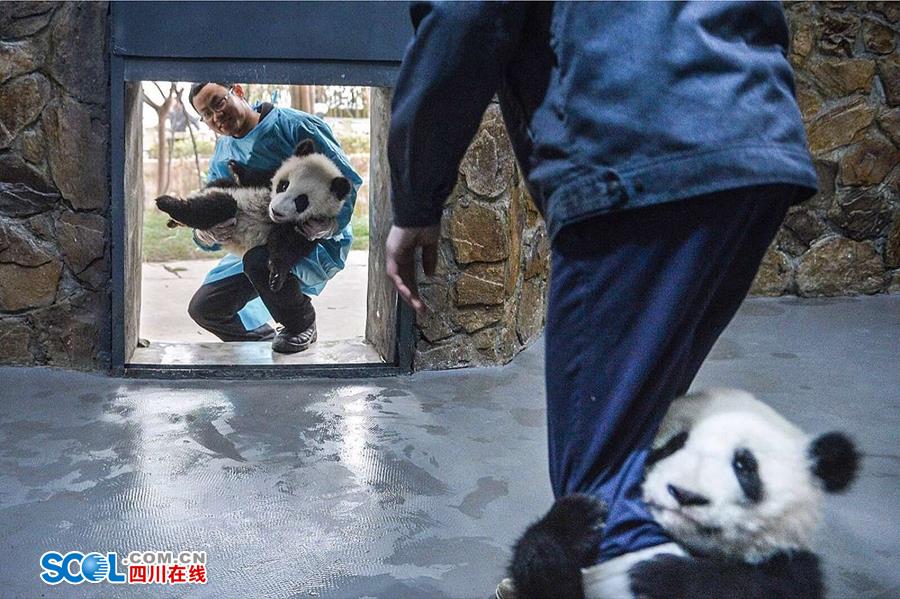 揭秘熊貓保姆工作內(nèi)幕 不只是被抱大腿（組圖）